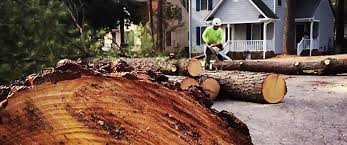 Best Fruit Tree Pruning  in Shillington, PA