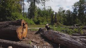 How Our Tree Care Process Works  in  Shillington, PA