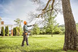 Best Lawn Disease Treatment  in Shillington, PA