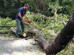 Best Arborist Consultation Services  in Shillington, PA
