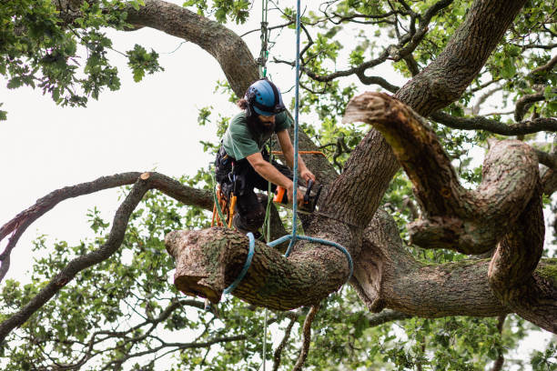 Shillington, PA Tree Care Company
