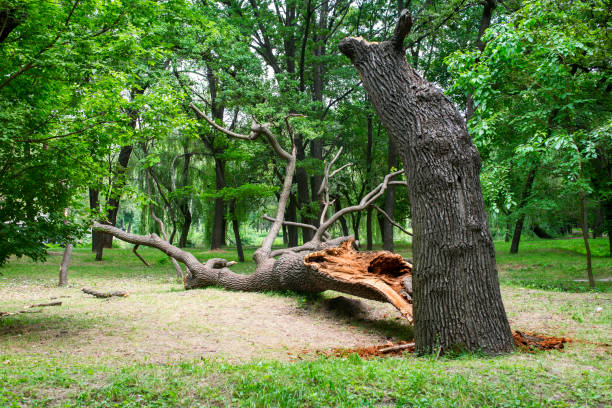 Best Tree Mulching  in Shillington, PA