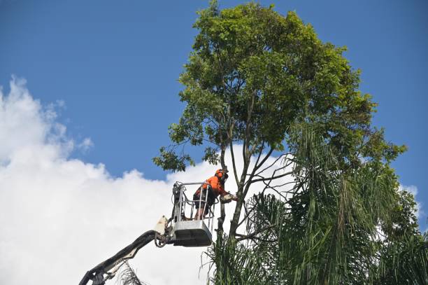 Best Lot and Land Clearing  in Shillington, PA