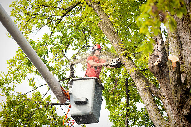 Best Emergency Tree Removal  in Shillington, PA