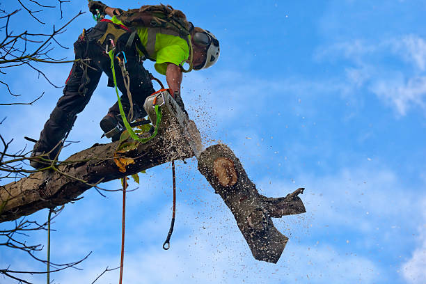 Best Storm Damage Tree Cleanup  in Shillington, PA