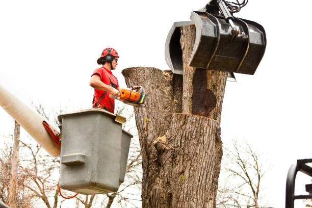 Best Tree Maintenance Programs  in Shillington, PA