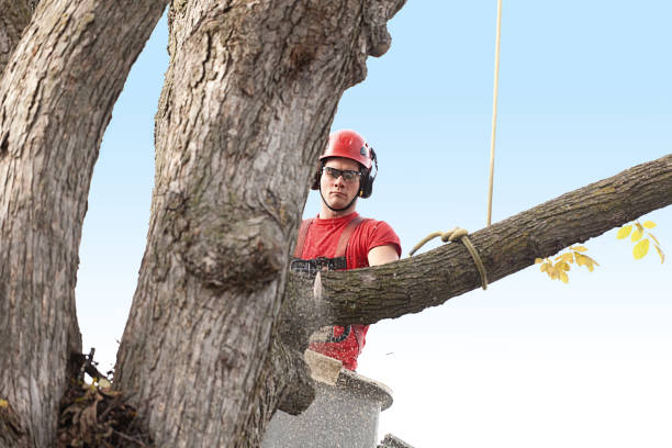Best Tree and Shrub Care  in Shillington, PA